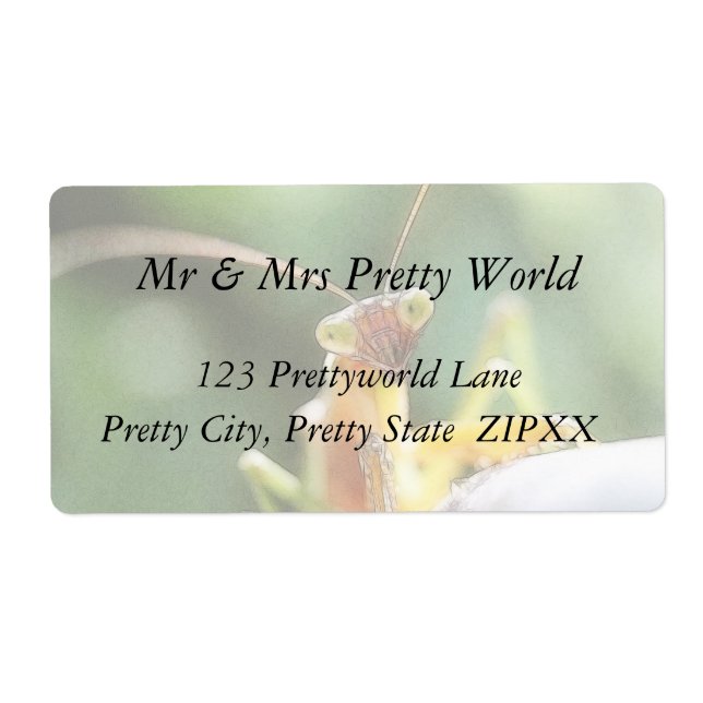 Curious Praying Mantis (Front)