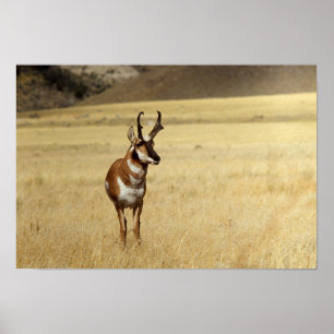 Curious Pronghorn Antelope  Print
