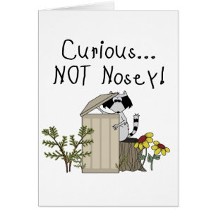 Curious Raccoon