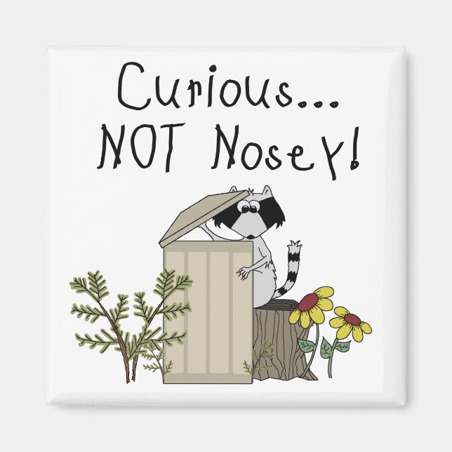 Curious Raccoon Magnet (Front)