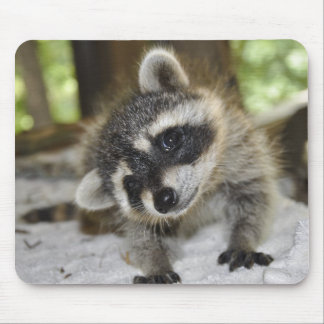 Curious Raccoon - Mousepad