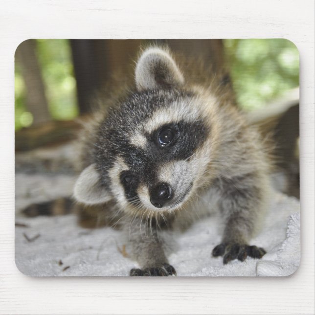 Curious Raccoon - Mousepad (Front)
