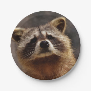 Curious Raccoon Paper Plate