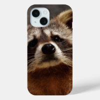 Curious Raccoon Photo