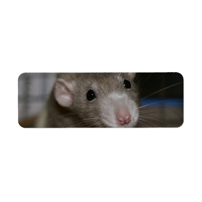 Curious Rat (Front)