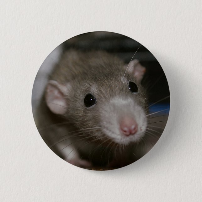 Curious Rat 2 Inch Round Button (Front)