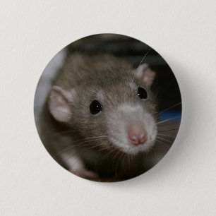 Curious Rat 2 Inch Round Button