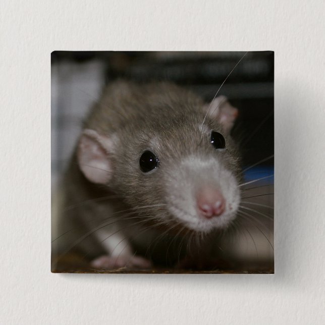 Curious Rat 2 Inch Square Button (Front)