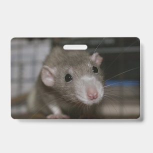 Curious Rat Badge