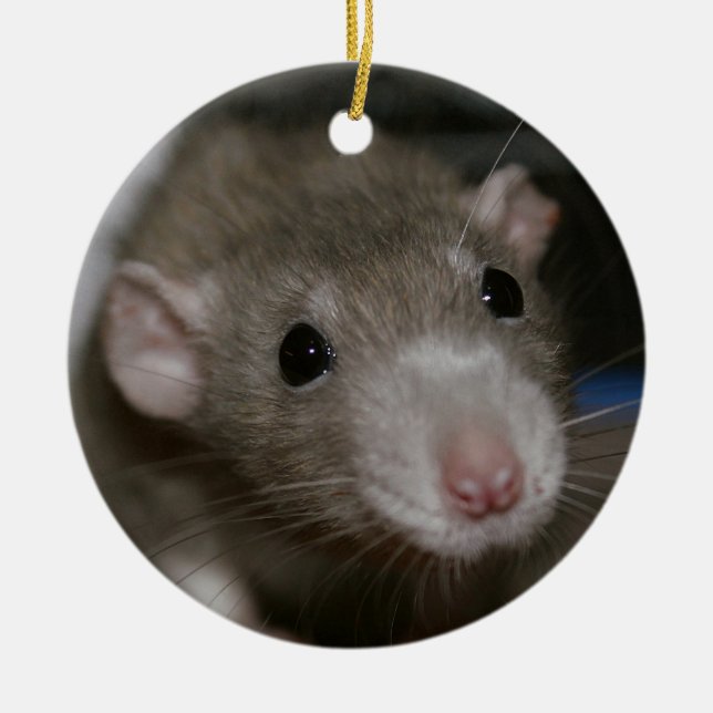 Curious Rat Ceramic Ornament (Front)