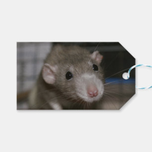 Curious Rat Gift Tags