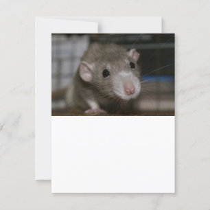 Curious Rat Invitation