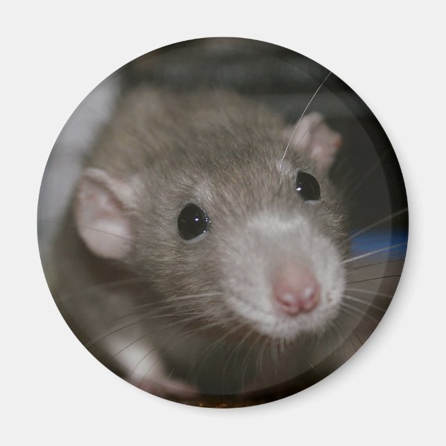 Curious Rat Magnet (Front)