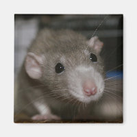Curious Rat
