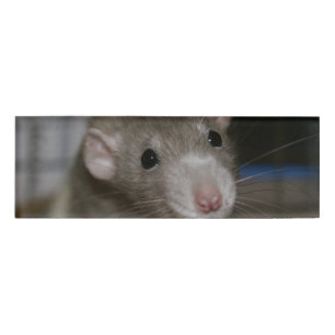 Curious Rat Name Tag
