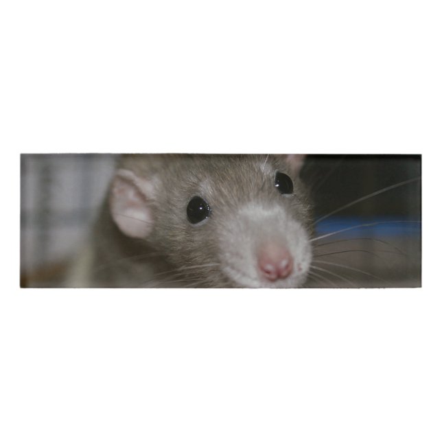 Curious Rat Name Tag (Front)