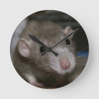 Curious Rat