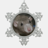 Curious Rat
