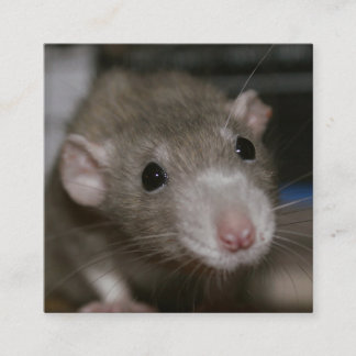 Curious Rat Square Business Card