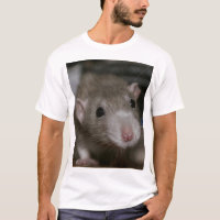 Curious Rat