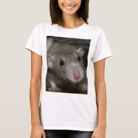 Curious Rat