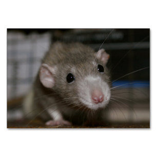 Curious Rat Table Number