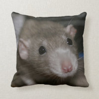 Curious Rat