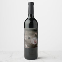 Curious Rat
