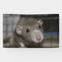 Curious Rats