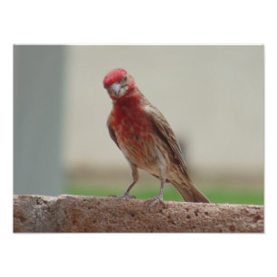 Curious Red Finch Photo Print