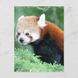 Curious Red Panda Postcard
