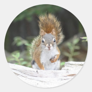 Curious Red Squirrel Round Sticker