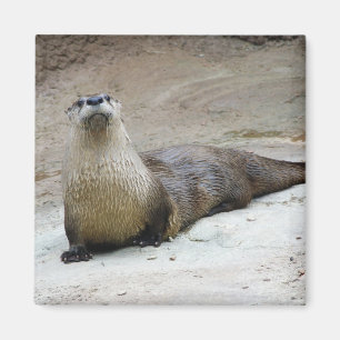 Curious River Otter Magnet
