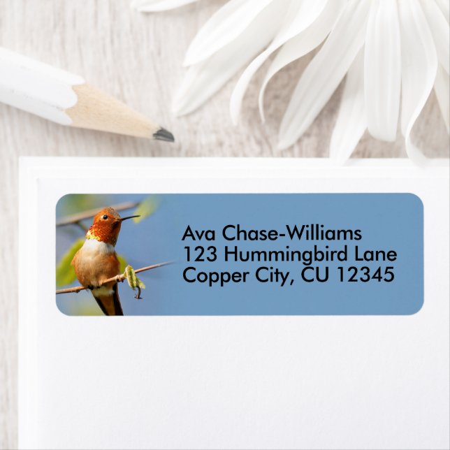 Curious Rufous Hummingbird on a Twig (Insitu)