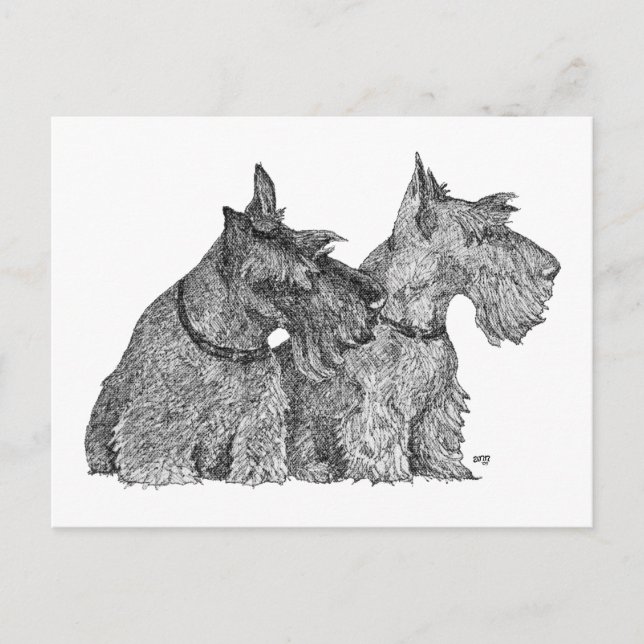 Curious Scottish Terriers Pen & Ink Sketch Postcard (Front)