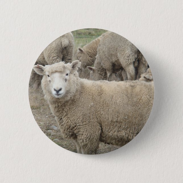 Curious Sheep 2 Inch Round Button (Front)