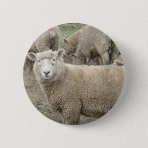Curious Sheep 2 Inch Round Button