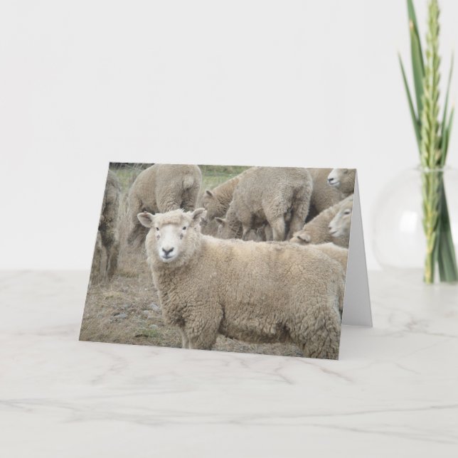 Curious Sheep Card (Front)