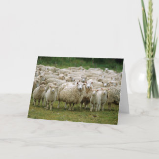 Curious Sheep Card