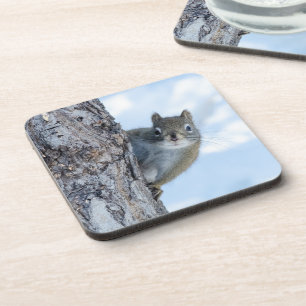 Curious Squirrel, Canadian Animal Photography Coaster