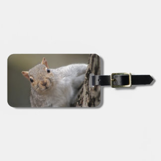 Curious Squirrel Luggage Tag