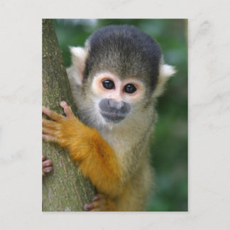Curious squirrel monkey postcard