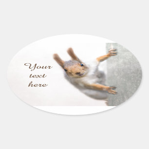 Curious squirrel oval sticker