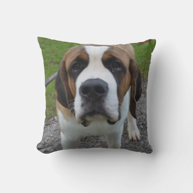 Curious St Bernard Throw Pillow (Front)