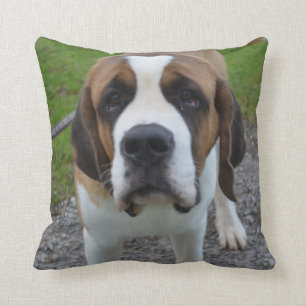 Curious St Bernard Throw Pillow