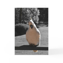 Curious Sulphur-Crested Cockatoo Greeting Card