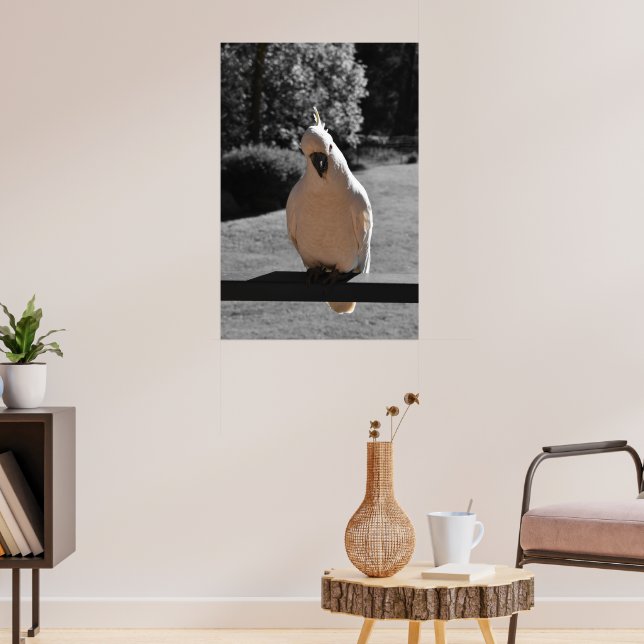 Curious Sulphur-Crested Cockatoo Poster (Living Room 3)