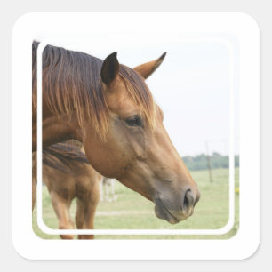 Curious Thoroughbred Stickers