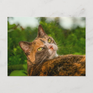 Curious Tortoiseshell Cat Outdoor Portrait Postcard
