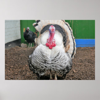 Curious turkey. poster